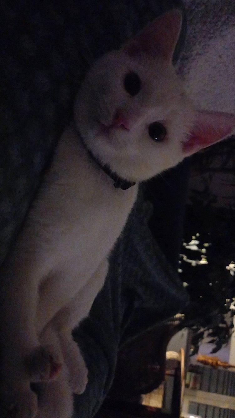 Begeul participe au concours pour gagner de l'argent avec cette photo : carnivore, cat, comfort, companion_dog, darkness, dog_breed, domestic_short_haired_cat, ear, fawn, felidae, fur, paw, small_to_medium_sized_cats, snout, tail, terrestrial_animal, whiskers