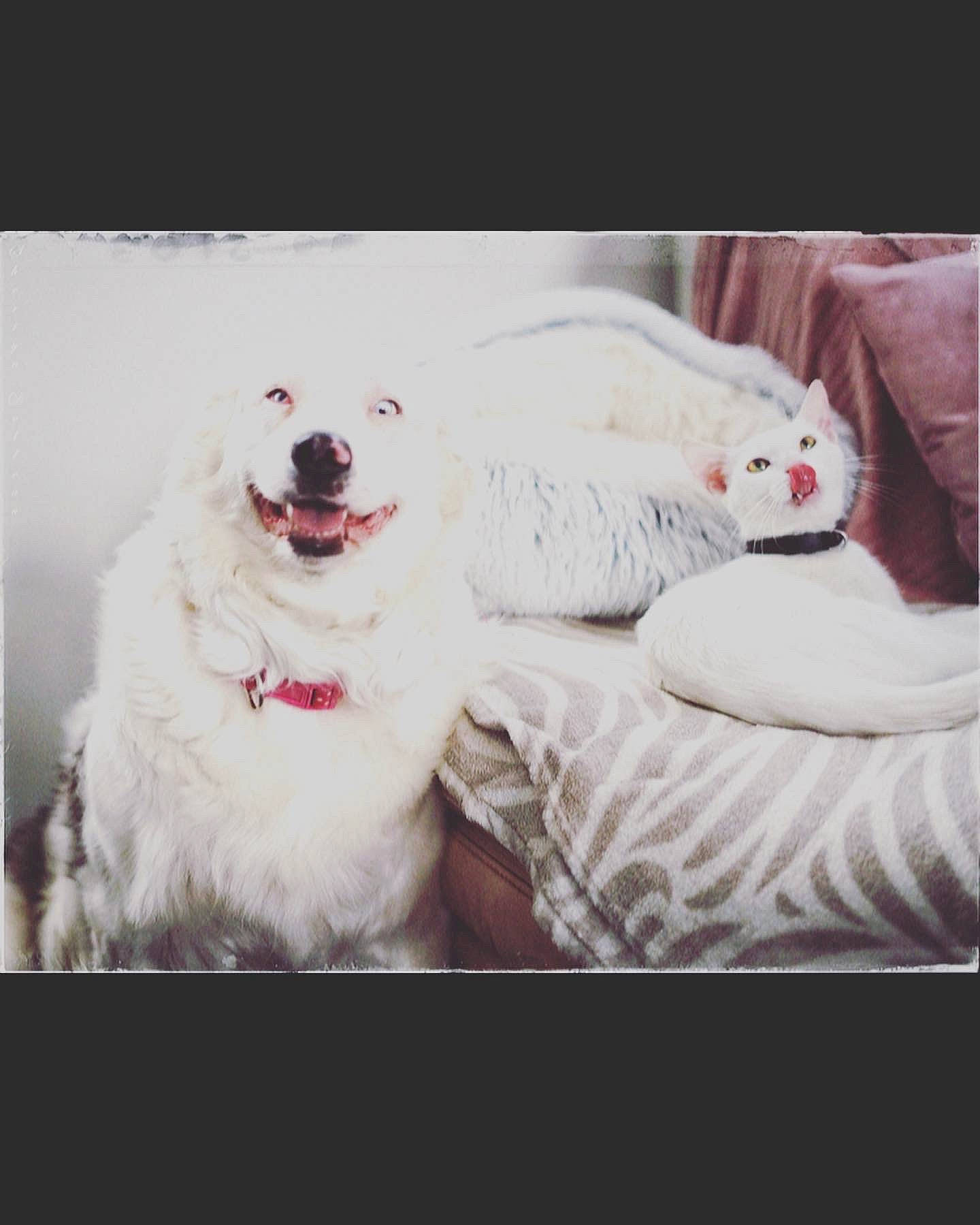 Begeul a rejoint le concours — aidez-le/la à gagner de superbes lots ! canidae, carnivore, comfort, companion_dog, dog, dog_breed, fang, font, fur, happy, magenta, metal, non_sporting_group, pattern, paw, rectangle, snout, sporting_group