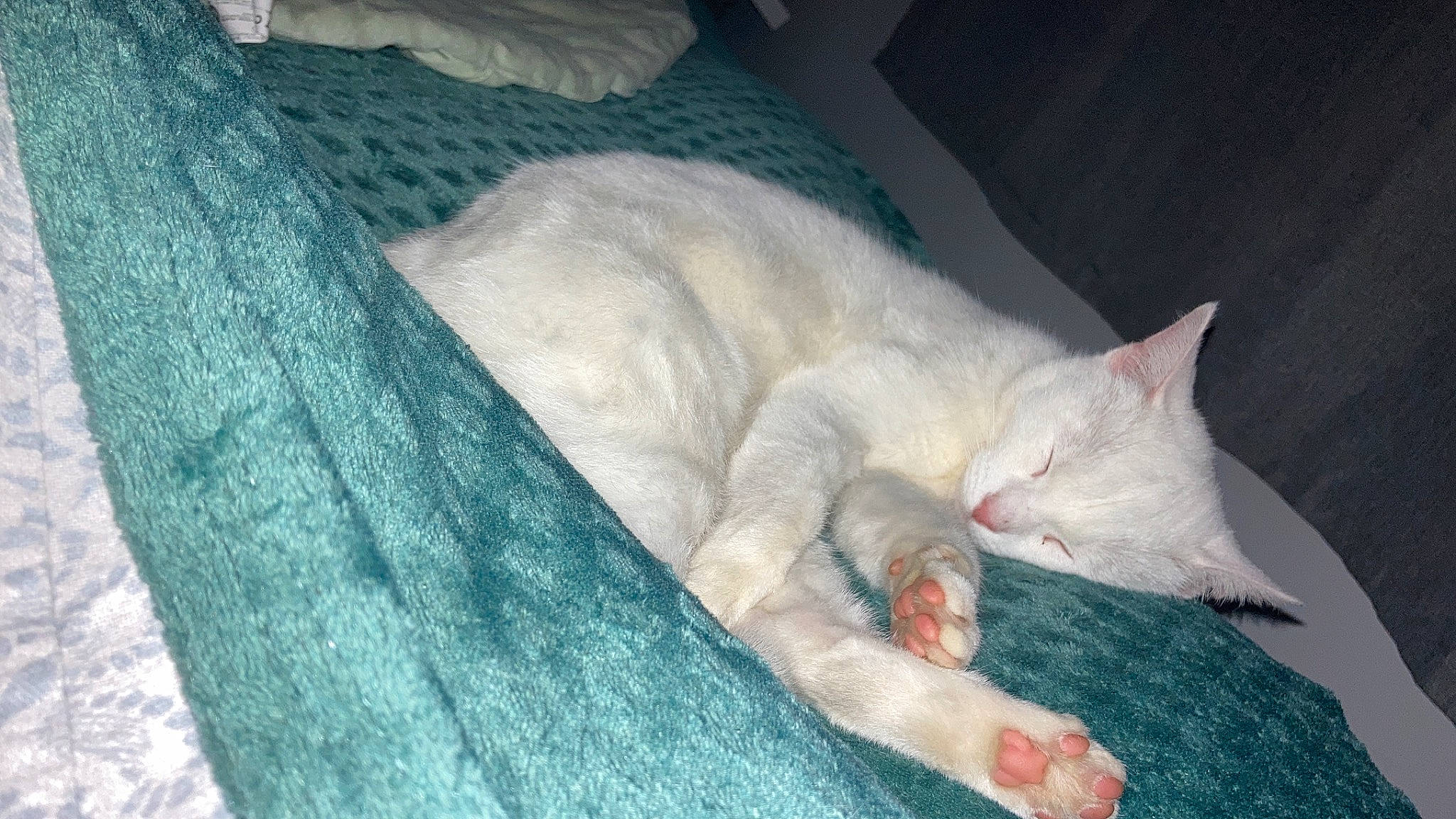 Begeul a rejoint le concours — aidez-le/la à gagner de superbes lots ! bedding, blanket, carnivore, cat, claw, comfort, domestic_short_haired_cat, fawn, felidae, foot, fur, linens, nap, paw, sleep, small_to_medium_sized_cats, snout, tail, textile, whiskers