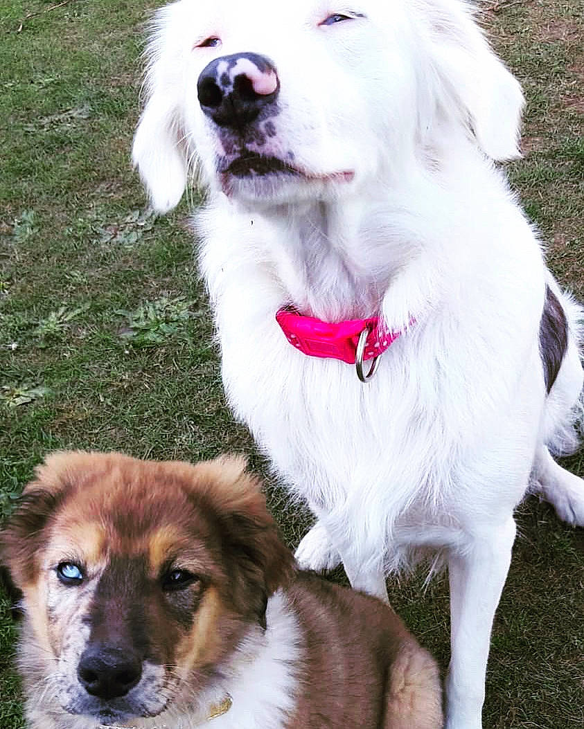 Destiny participe au concours pour gagner de l'argent avec cette photo : carnivore, chair, collar, companion_dog, dog, dog_breed, dog_collar, dog_supply, fashion_accessory, fur, grass, happy, leash, pet_supply, plant, snout, sporting_group, whiskers, working_animal, working_dog