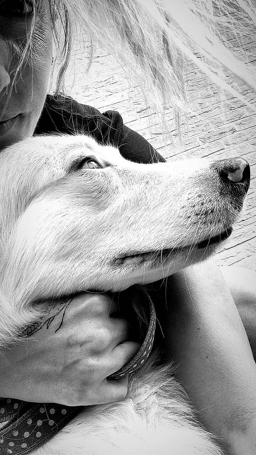 Destiny a rejoint le concours — aidez-le/la à gagner de superbes lots ! black_and_white, borzoi, canidae, carnivore, companion_dog, dog, dog_breed, ear, fawn, gesture, happy, jaw, liver, monochrome, monochrome_photography, snout, sporting_group, style, whiskers, working_animal