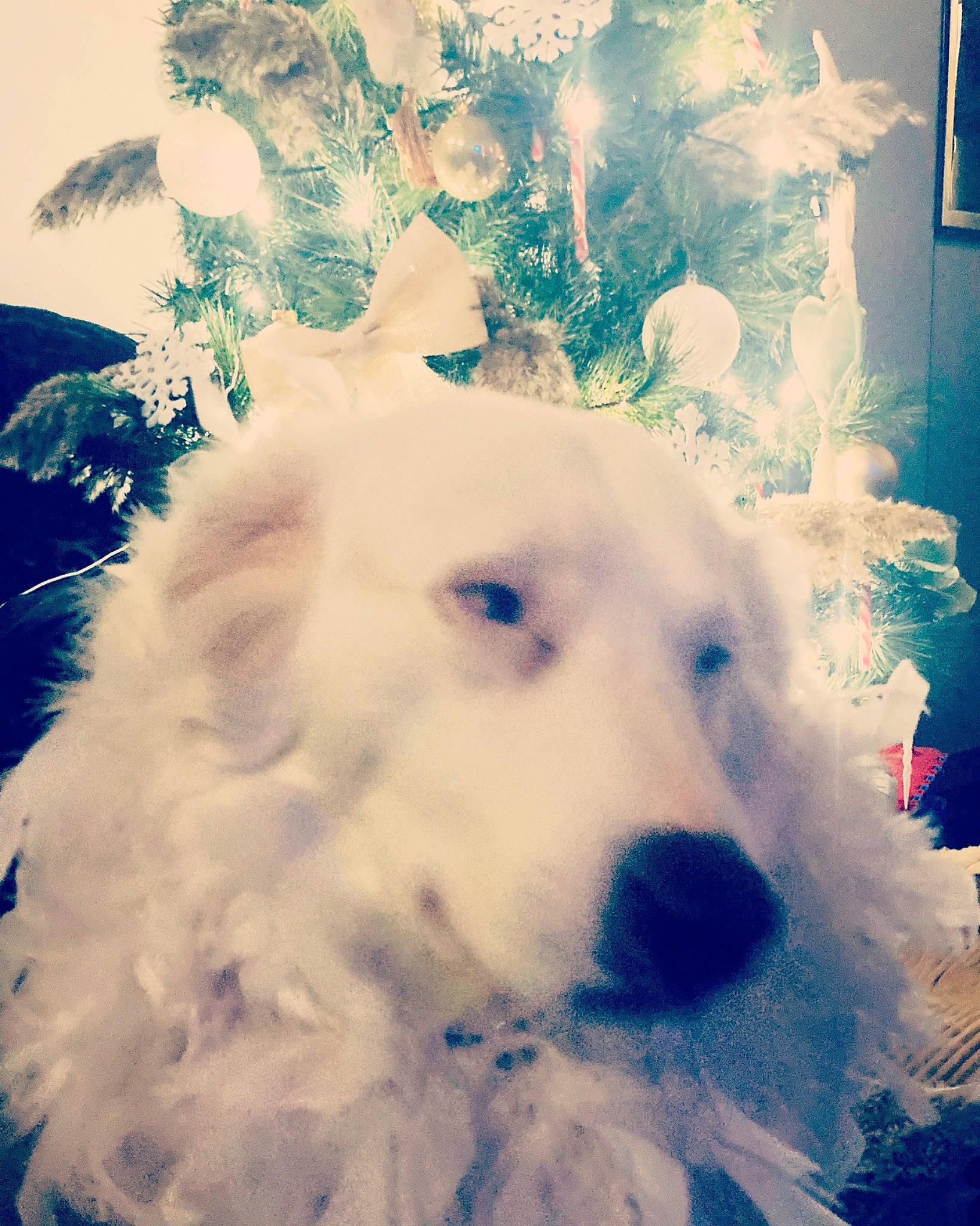 Destiny participe au concours pour gagner de l'argent avec cette photo : art, canidae, carnivore, cloud, companion_dog, cumulus, dog, dog_breed, freezing, fur, meteorological_phenomenon, sky, snout, snow, sporting_group, toy_dog, visual_arts, whiskers, white, winter