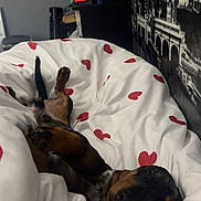 Albert participe au concours pour gagner de l'argent avec cette photo : dog, puppy, dachshund, sleeping, blanket, hearts, bedroom, cozy, resting, cute, pet, indoor, fur, animal, comfort, relaxation, canine, snuggled, white, red
