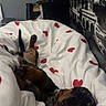 dog, puppy, dachshund, sleeping, blanket, hearts, bedroom, cozy, resting, cute, pet, indoor, fur, animal, comfort, relaxation, canine, snuggled, white, red