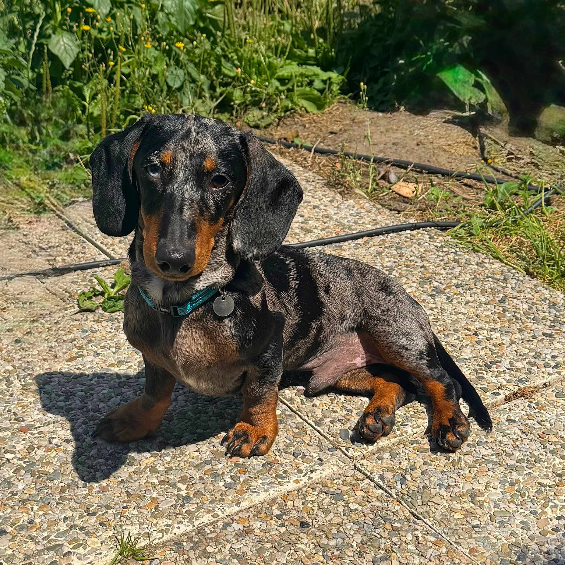 Albert