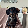 dog, dachshund, pet, indoor, blanket, couch, mirror, globe, home, living_room, furniture, brown, black, cute, animal, domestic_animal, portrait, sitting, ears, fur