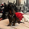 dog, dachshund, puppy, bed, blanket, indoor, pet, animal, fur, ears, looking, cute, small, black, brown, room, mural, cityscape, furniture, cozy