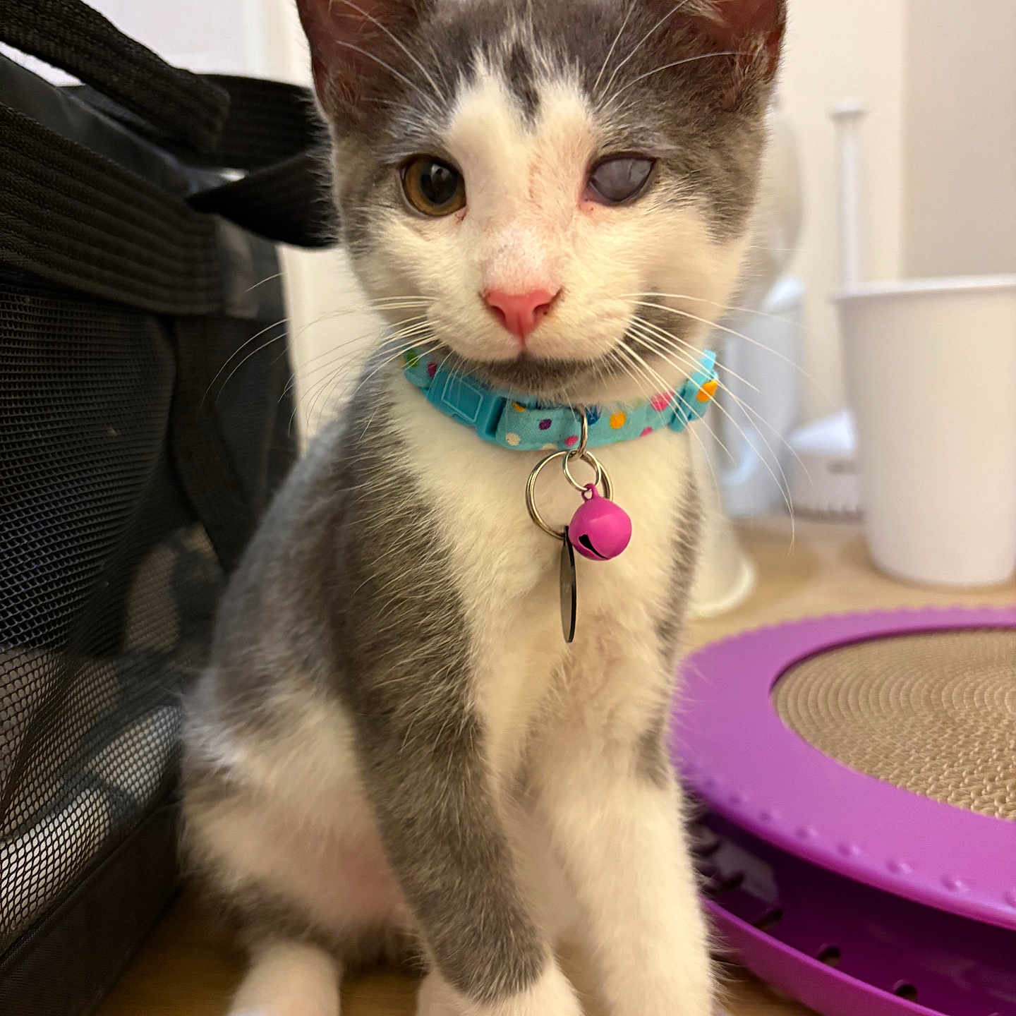 Tuffnut is registered to the contest to win money with this photo: animal, background, bell, cat, collar, curious, cute, domestic, feline, floor, flooring, grey, household, indoor, kitten, pet, sitting, toy, white, young