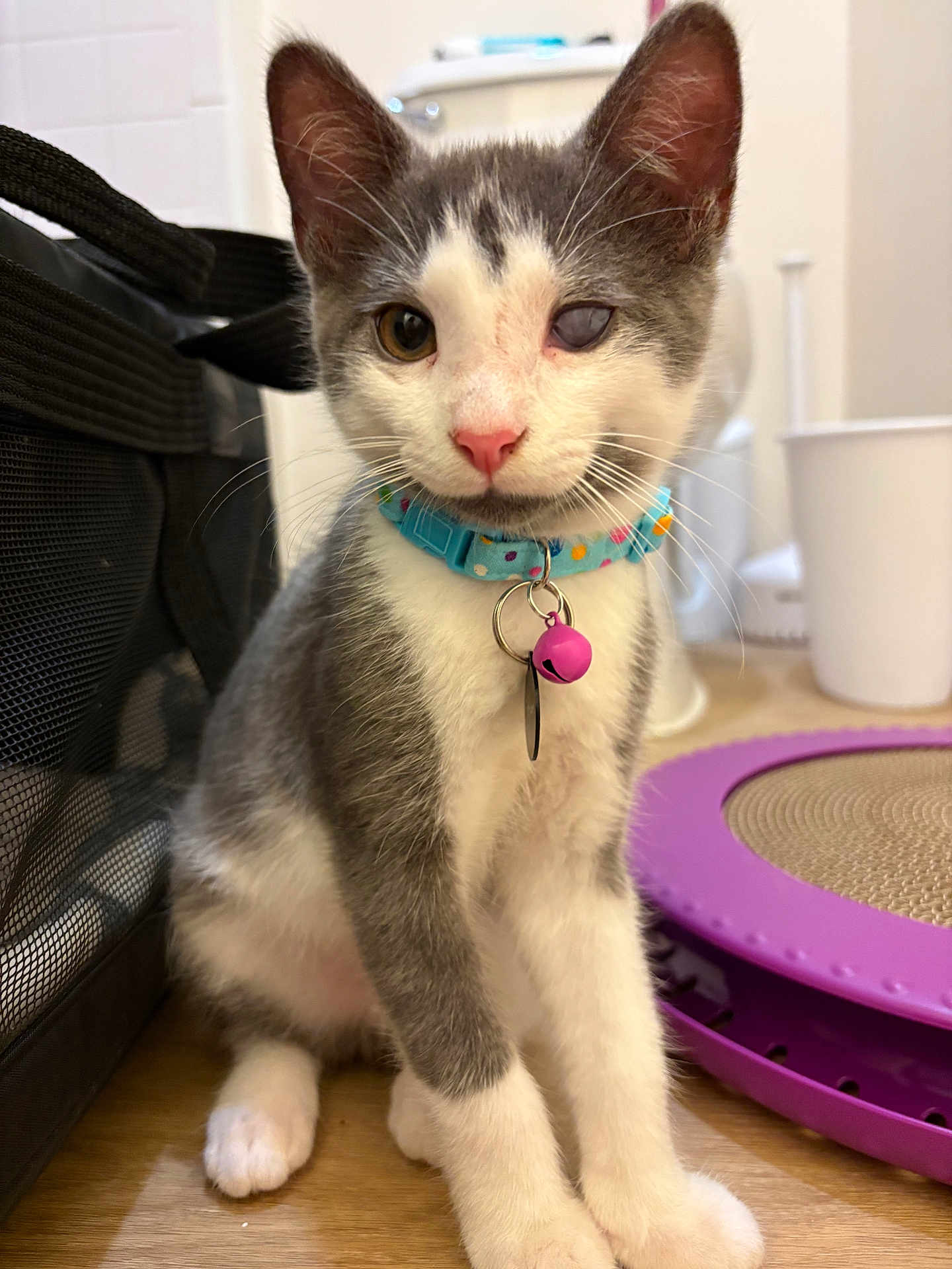 Tuffnut is registered to the contest to win money with this photo: kitten, cat, indoor, collar, bell, toy, floor, pet, animal, grey, white, cute, sitting, feline, young, domestic, curious, background, household, flooring