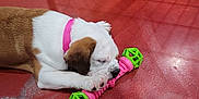 Atlas is registered to the contest to win money with this photo: animal, beagle, boxer, bulldog, canine, den, dog, doghouse, frenchbulldog, handrail, hardwood, hound, indoors, kennel, machine, pet, pitbull, puppy, spoke, wood