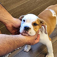 Atlas is registered to the contest to win money with this photo: animal, baby, beagle, bodypart, boxer, bulldog, canine, dog, finger, frenchbulldog, hand, hardwood, hound, indoors, interiordesign, person, pet, pitbull, puppy, wood