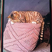 Smarties participe au concours pour gagner de l'argent avec cette photo : cat, tabby_cat, sleeping, pouf, knitted, pink, furniture, indoor, pet, cozy, relaxed, tail, paws, striped, resting, cute, animal, home, soft, texture