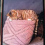 cat, tabby_cat, sleeping, pouf, knitted, pink, furniture, indoor, pet, cozy, relaxed, tail, paws, striped, resting, cute, animal, home, soft, texture