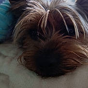 Aiko a rejoint le concours — aidez-le/la à gagner de superbes lots ! dog, small_dog, yorkshire_terrier, close_up, fur, pet, resting, indoor, soft_light, face, ears, cute, animal, mammal, portrait, looking, bed, blanket, cozy, sleepy