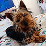 dog, yorkshire_terrier, pet, indoor, blanket, fur, cute, animal, canine, bedroom, cozy, resting, small_dog, looking_at_camera, domestic, furniture, colorful, pattern, close_up, companion