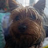 dog, small_dog, pet, fur, closeup, indoors, blanket, resting, cozy, window, soft_light, ears, snout, brown_fur, animal, companion, cute, domestic_animal, portrait, furry