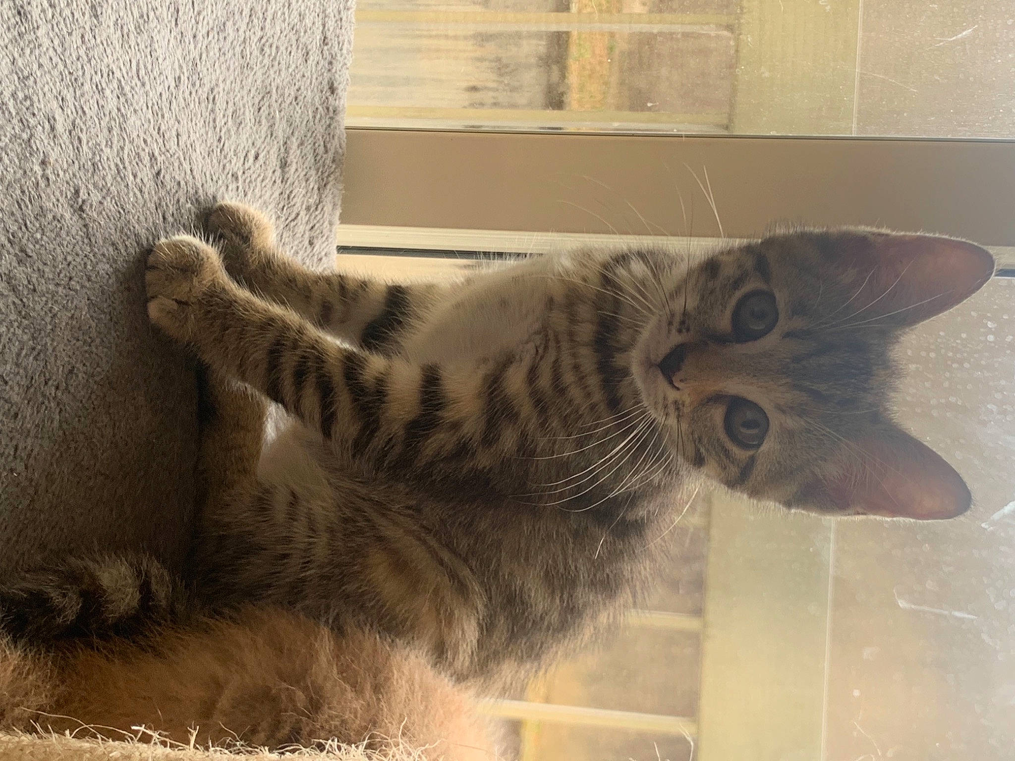 Tigresse participe au concours pour gagner de l'argent avec cette photo : carnivore, cat, claw, domestic_short_haired_cat, felidae, fur, grey, paw, pet_supply, small_to_medium_sized_cats, tail, whiskers, wood