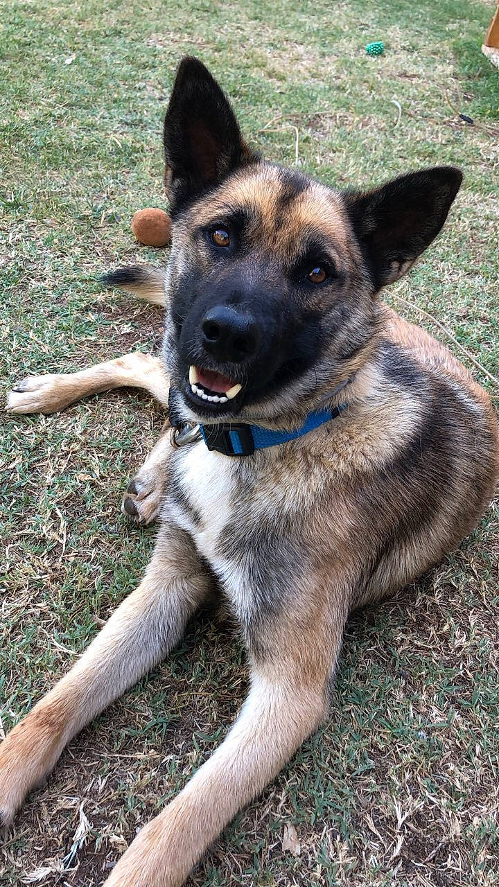 Jungo participe au concours pour gagner de l'argent avec cette photo : belgian_shepherd_malinois, canidae, carnivore, collar, companion_dog, dog, dog_breed, dog_collar, east_european_shepherd, fawn, german_shepherd_dog, herding_dog, king_shepherd, old_german_shepherd_dog, plant, snout, sporting_group, terrestrial_animal, working_animal, working_dog