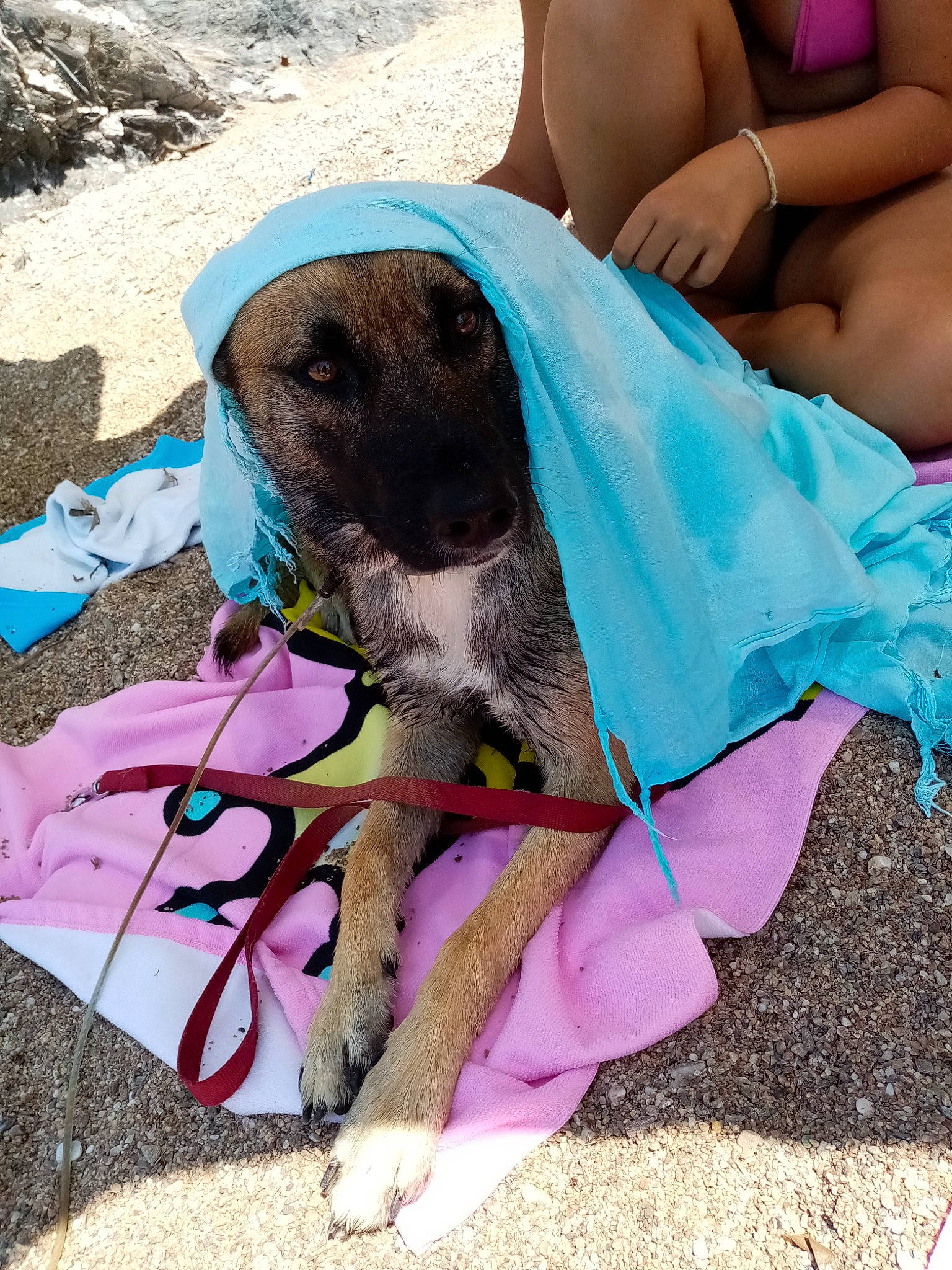 Jungo a rejoint le concours — aidez-le/la à gagner de superbes lots ! brassiere, carnivore, collar, companion_dog, dog, dog_breed, dog_collar, dog_supply, fashion_accessory, fawn, human_leg, leash, pet_supply, pink, snout, sporting_group, summer, thigh, undergarment, working_animal