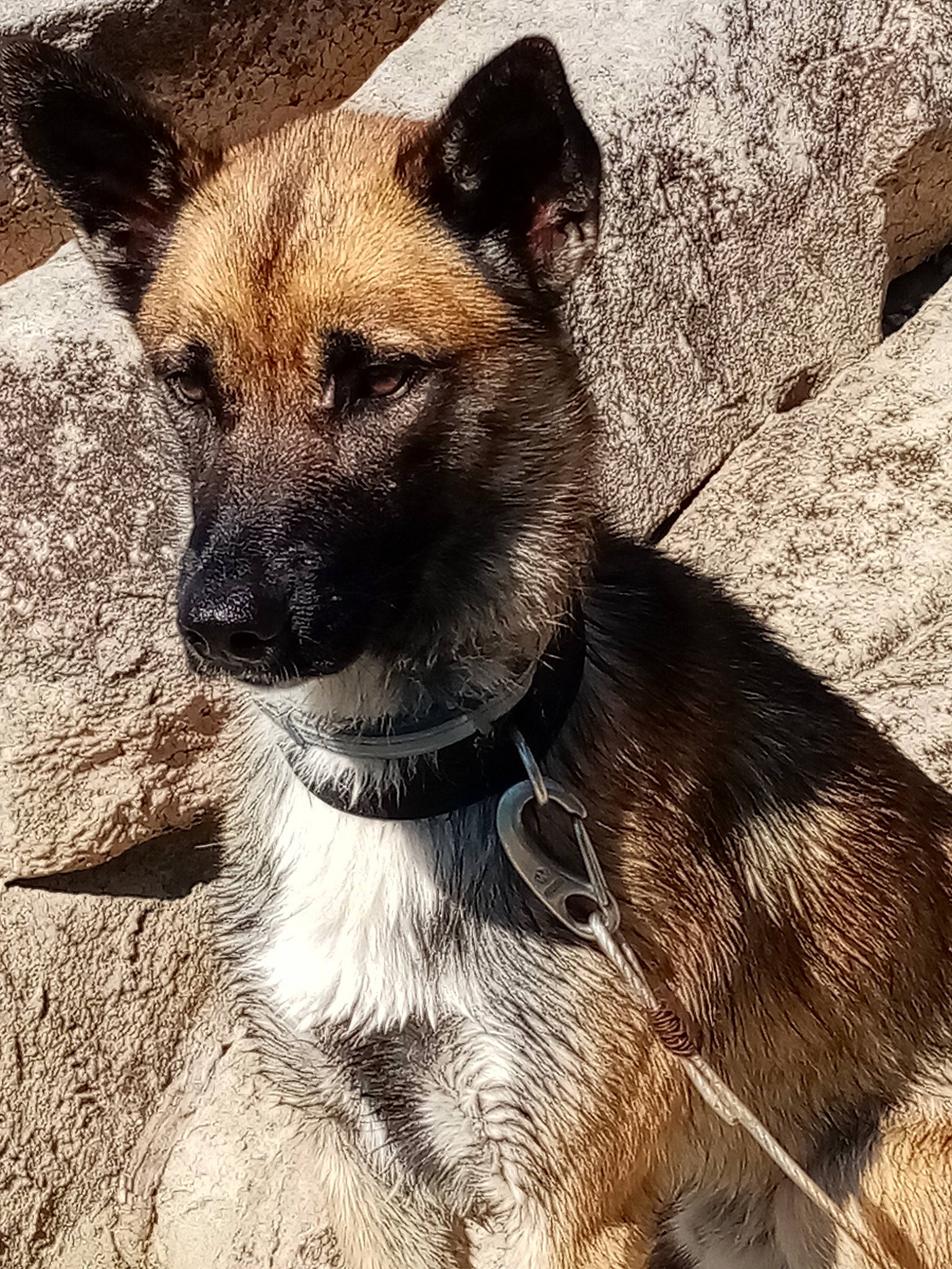 Jungo a rejoint le concours — aidez-le/la à gagner de superbes lots ! ancient_dog_breeds, canidae, carnivore, collar, companion_dog, dog, dog_breed, dog_collar, fawn, fur, pet_supply, plant, snout, sporting_group, terrestrial_animal, whiskers, working_animal, working_dog