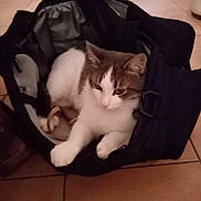 Sushy a rejoint le concours — aidez-le/la à gagner de superbes lots ! cat, bag, indoor, floor, tile, pet, animal, relaxed, feline, white, gray, cute, cozy, resting, domestic, soft_lighting, casual, curious, fur, paws