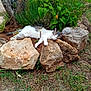 Sushy a rejoint le concours — aidez-le/la à gagner de superbes lots ! cat, sleeping, rocks, garden, plants, greenery, flowers, outdoor, nature, relaxing, peaceful, white_cat, gray_cat, fur, sunny, resting, wildlife, pet, animal, landscape