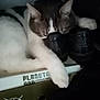 cat, sleeping, shoes, adidas, cardboard_box, paw, indoor, resting, feline, pet, black, white, gray, cozy, relaxed, animal, footwear, closeup, quiet, casual
