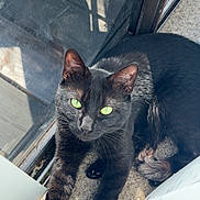 Kevin joined the competition — help win amazing prizes! animal, black_cat, carpet, cat, curious, domestic_cat, ears, feline, fur, glass_door, green_eyes, indoor, paws, pet, relaxing, resting, shadow, sunlight, whiskers, window_reflection