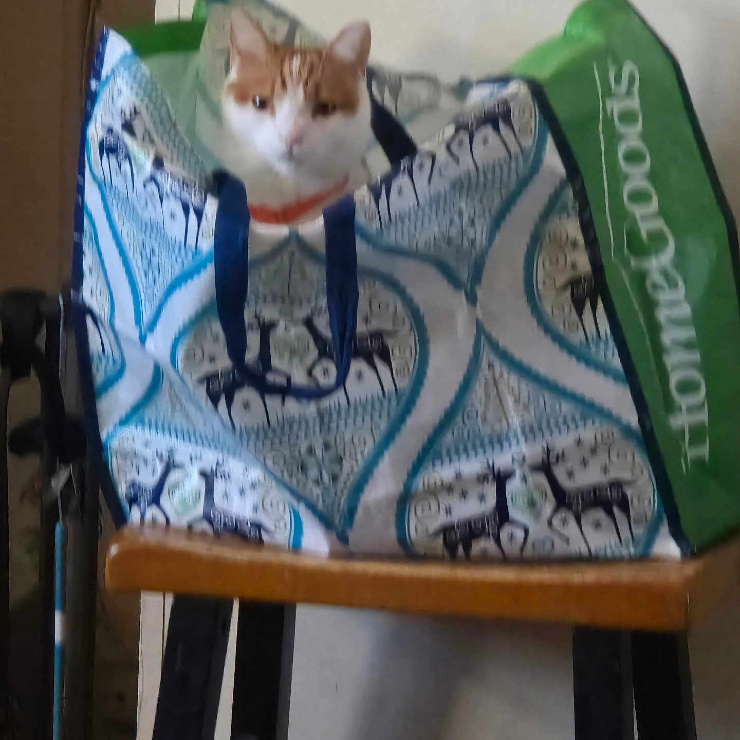 Timothy joined the competition — help win amazing prizes! abyssinian, accessories, animal, bag, blanket, cat, chair, cushion, diningtable, flag, furniture, handbag, homedecor, kitten, manx, pet, quilt, shoppingbag, table, text