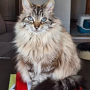 Chaussette participe au concours pour gagner de l'argent avec cette photo : cat, fluffy, blue_eyes, sitting, indoor, furniture, table, papers, folder, tail, portrait, pet, animal, close_up, domestic_cat, feline, looking_at_camera, calm, soft_light, home