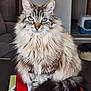 cat, fluffy, blue_eyes, sitting, indoor, furniture, table, papers, folder, tail, portrait, pet, animal, close_up, domestic_cat, feline, looking_at_camera, calm, soft_light, home