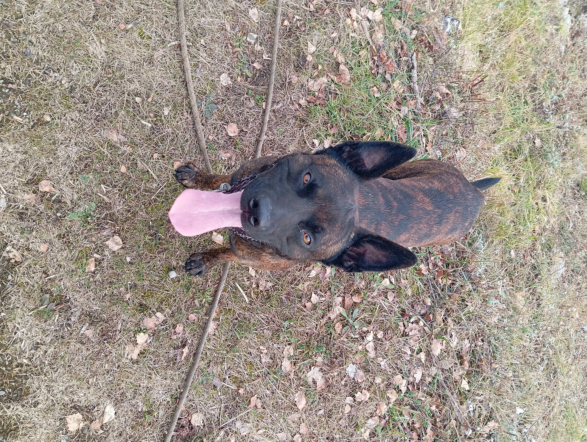 Brooklyn a rejoint le concours — aidez-le/la à gagner de superbes lots ! asphalt, canidae, dog_breed, grass, plant, road_surface, shadow, snout, soil, sporting_group, tail, tar, terrestrial_animal, working_animal