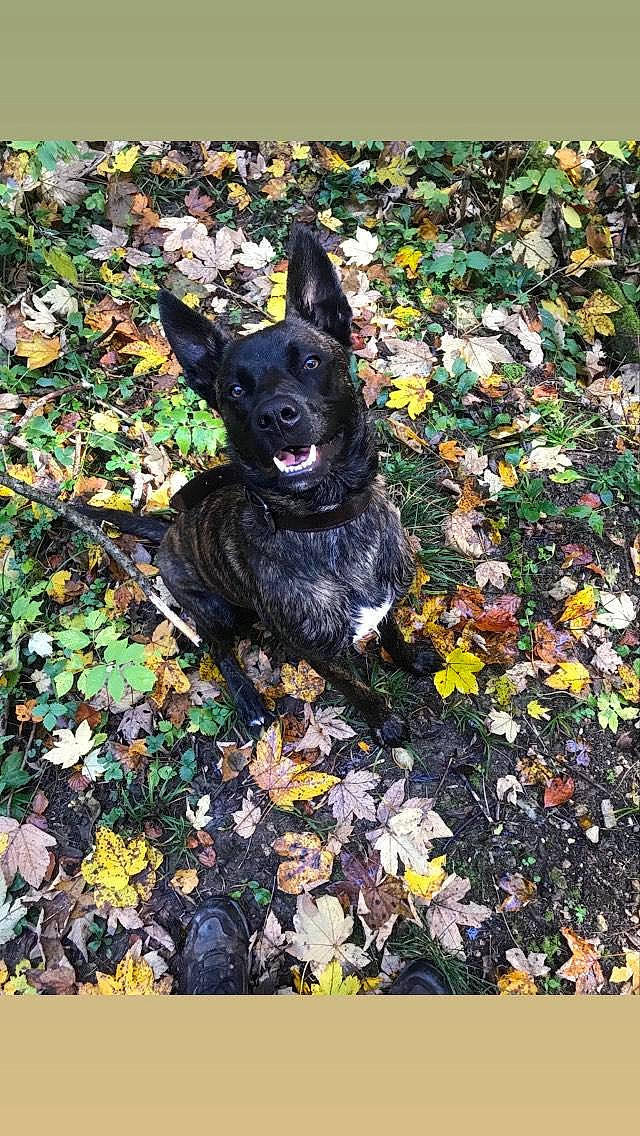 Brooklyn participe au concours pour gagner de l'argent avec cette photo : autumn, canidae, carmine, carnivore, companion_dog, dog, dog_breed, grass, groundcover, leaf, non_sporting_group, plant, snout, soil, sporting_group, tree, working_animal