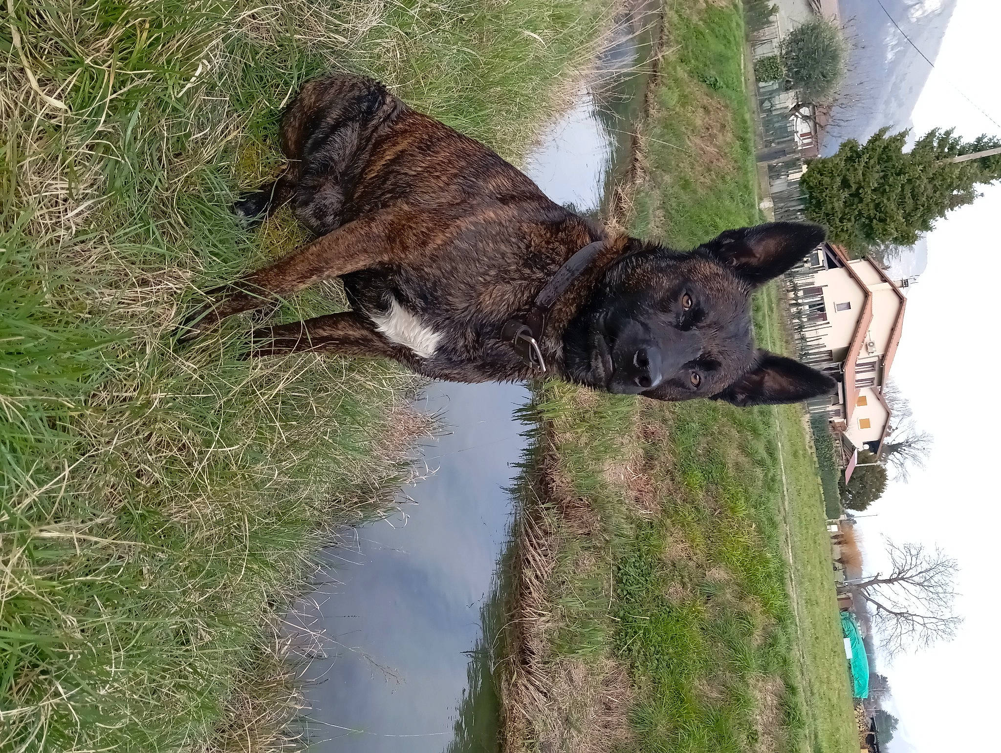 Brooklyn participe au concours pour gagner de l'argent avec cette photo : bovine, canidae, carnivore, dog, dog_breed, fawn, grass, guard_dog, liver, plant, sky, snout, sporting_group, tail, terrestrial_animal, tree, trunk, water, wood, working_animal