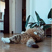 Miskine a rejoint le concours — aidez-le/la à gagner de superbes lots ! cat, fluffy, indoor, floor, wooden_floor, relaxed, plant, greenery, furniture, curious, pet, animal, laying_down, cozy, home, domestic, tabby, whiskers, paws, tail