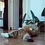 cat, fluffy, indoor, floor, wooden_floor, relaxed, plant, greenery, furniture, curious, pet, animal, laying_down, cozy, home, domestic, tabby, whiskers, paws, tail