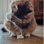 Miskine participe au concours pour gagner de l'argent avec cette photo : cat, fluffy, grooming, paw, indoor, wooden_floor, cute, pet, feline, animal, sitting, fur, whiskers, ears, tabby, cozy, home, closeup, cleaning, quiet