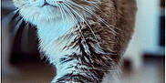 Miskine a rejoint le concours — aidez-le/la à gagner de superbes lots ! cat, tabby_cat, blue_eyes, feline, walking, indoor, wooden_floor, fur, whiskers, pet, animal, close_up, portrait, mammal, domestic_animal, focus, motion, soft_background, cute, curious