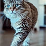cat, tabby_cat, blue_eyes, feline, walking, indoor, wooden_floor, fur, whiskers, pet, animal, close_up, portrait, mammal, domestic_animal, focus, motion, soft_background, cute, curious