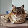 Miskine a rejoint le concours — aidez-le/la à gagner de superbes lots ! cat, tabby, fluffy, green_eyes, whiskers, fur, animal, pet, indoor, bed, relaxed, cute, mammal, portrait, close_up, feline, lying_down, soft_light, cozy, domestic
