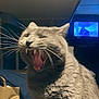 cat, gray_cat, yawning, teeth, tongue, whiskers, indoor, television, dim_light, furniture, bag, cozy, pet, closeup, animal, mammal, cute, feline, mouth_open, expression