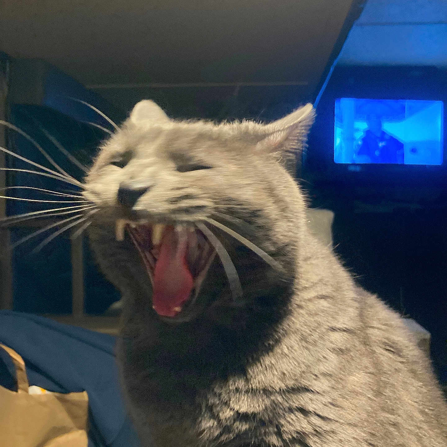Mr Mojo is registered to the contest to win money with this photo: animal, bag, cat, closeup, cozy, cute, dim_light, expression, feline, furniture, gray_cat, indoor, mammal, mouth_open, pet, teeth, television, tongue, whiskers, yawning
