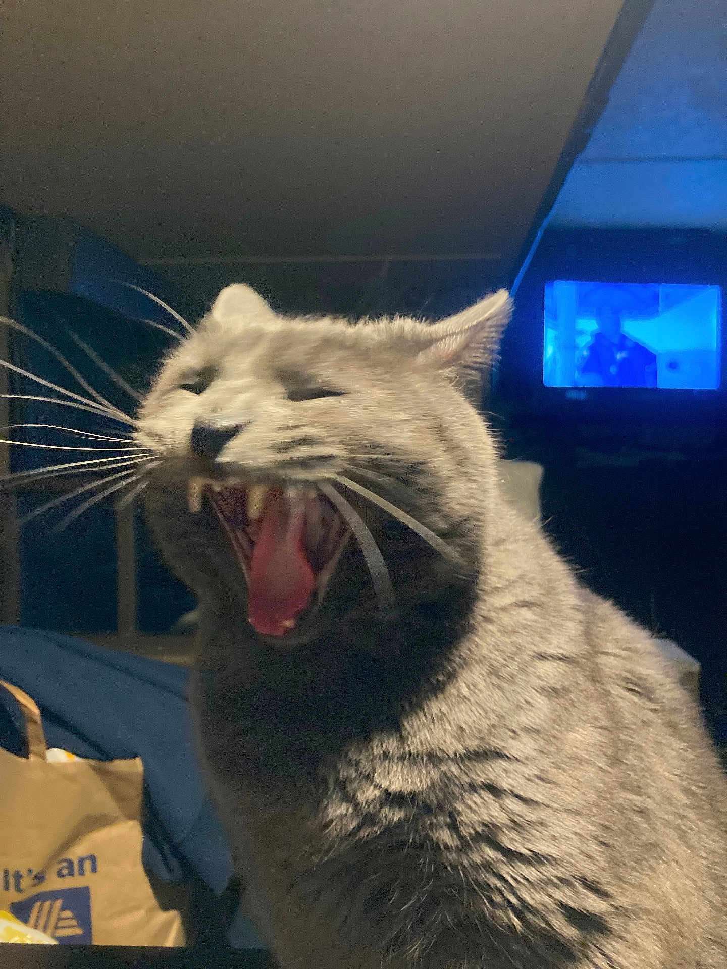 Mr Mojo is registered to the contest to win money with this photo: cat, gray_cat, yawning, teeth, tongue, whiskers, indoor, television, dim_light, furniture, bag, cozy, pet, closeup, animal, mammal, cute, feline, mouth_open, expression