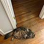 Grayden joined the competition — help win amazing prizes! cat, fluffy, lying_down, wooden_floor, doorway, relaxed, indoor, pet, feline, tabby, flooring, home, domestic, animal, cute, fur, whiskers, paws, tail, resting