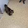 Grayden is registered to the contest to win money with this photo: appliance, brown_fur, cat, curious, domestic_cat, floor_tile, indoor, kitchen, linoleum, lion_cut, looking_up, patterned_pants, paws, person_legs, pet, refrigerator, small_animal, socks, trimmed_fur, whiskers