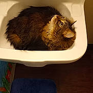 Grayden is registered to the contest to win money with this photo: cat, tabby_cat, sink, bathroom, bath_mat, wooden_floor, shower_curtain, curious, fur, pet, indoor, animal, domestic_animal, feline, resting, looking_up, white_sink, brown_fur, cozy, home