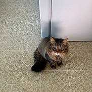 Grayden is registered to the contest to win money with this photo: brown_tabby, cat, cat_face, curious, domestic_cat, fur, house, indoor, lion_cut, long_hair, looking_at_camera, paws, pet, shadow, shaved_body, sitting, tail, tile_floor, whiskers, white_door