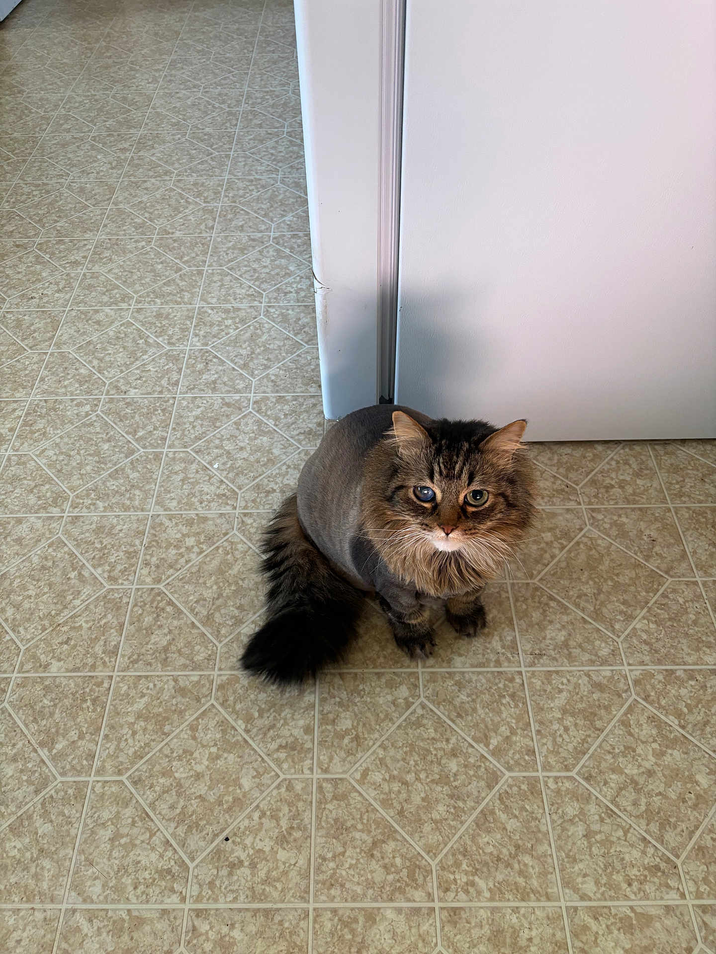 Grayden is registered to the contest to win money with this photo: brown_tabby, cat, cat_face, curious, domestic_cat, fur, house, indoor, lion_cut, long_hair, looking_at_camera, paws, pet, shadow, shaved_body, sitting, tail, tile_floor, whiskers, white_door