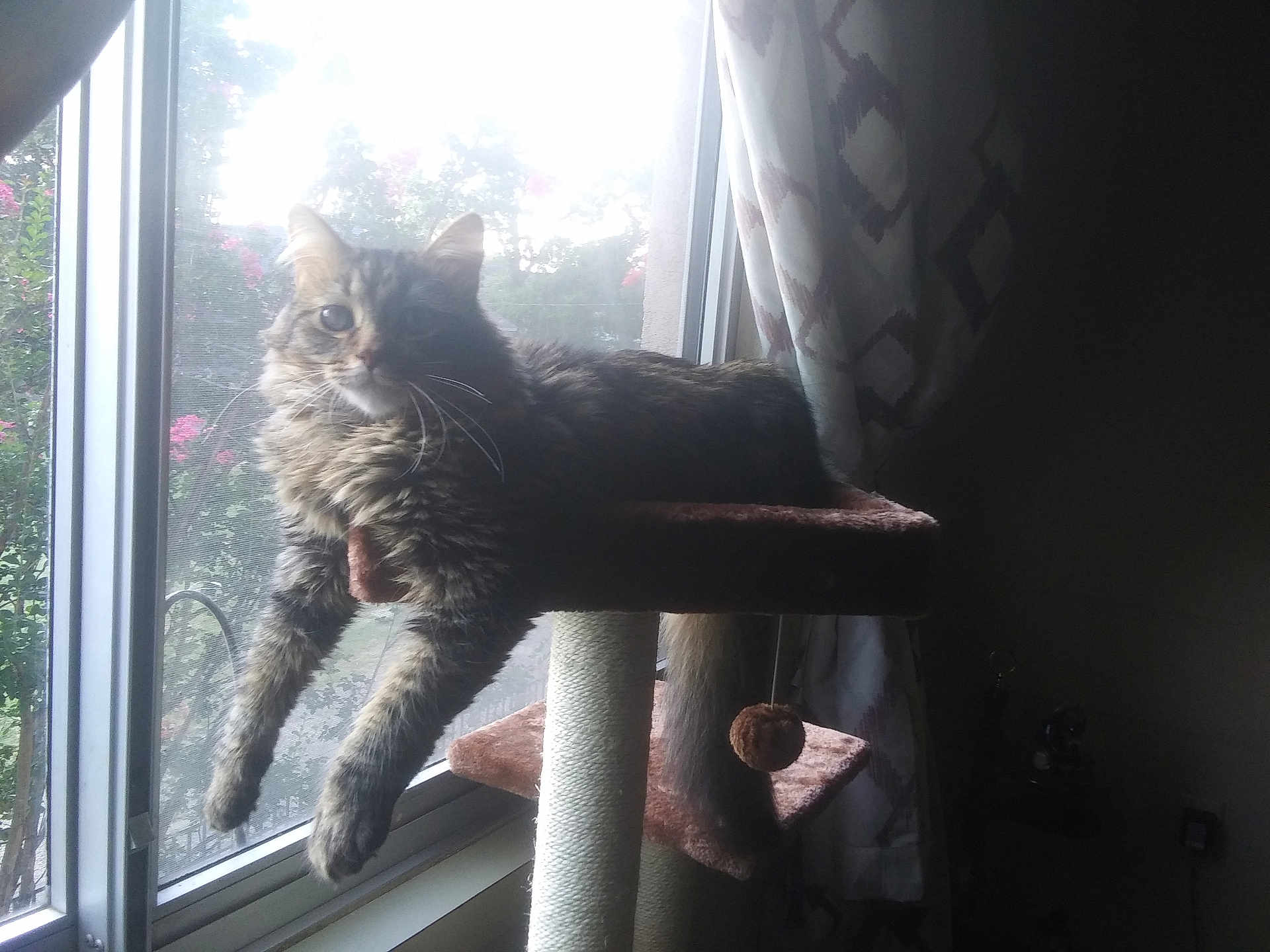 Grayden joined the competition — help win amazing prizes! cat, window, cat_tree, curtains, indoor, pet, animal, feline, relaxed, stretching, fur, paws, sunlight, greenery, flowers, home, cozy, daylight, resting, domestic
