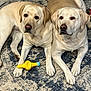 animal, canine, carpet, closeup, companion, cute, dog, domestic_animal, friendship, fur, indoor, labrador_retriever, lying_down, mammal, pet, portrait, relaxed, toy, two_dogs, yellow_toy